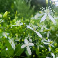 センニンソウ,ノブドウ,ヘクソカズラ(サオトメバナ),いつもありがとう,スピッツと一緒の画像