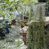 サンスベリア,ハイビスカス,ベビーサンローズ,三日月ネックレス,多肉植物の画像