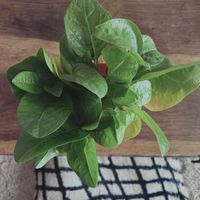 ツルムラサキ,ツルムラサキ,青系つるむらさき,無農薬,無農薬野菜の画像