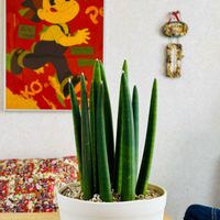 サンスベリア キリンドリカ,サンスべリア,見切り品,見切り品救出,ペコちゃん祭りの画像