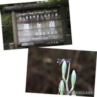 オミナエシ,ツリフネソウ,キレンゲショウマ,キンミズヒキ,元気をありがとう٩( ᐛ )وの画像