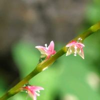 ミズヒキ,GSに感謝。,植物観察,植物散策,こんぶくろ池自然博物公園の画像