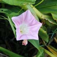 ヒルガオ,お出かけ先の画像