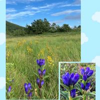ダリア,ヒマワリ,フウセントウワタ,ヤナギトウワタ,リンドウの画像