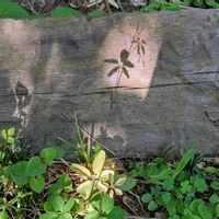 ネコジャラシ,ゴヨウアケビ,メマツヨイグサ,メヒシバ,エノコログサの画像