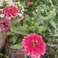 百日草,種まき 絞り咲百日草(ジニア),絞り咲ジニア,ダイソーの画像