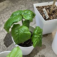 多肉,姫秀麗,マーガレットレッピン,フィカス　ウンベラータ,多肉植物の画像