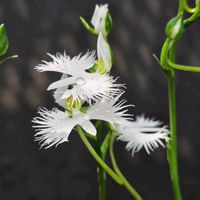 鷺草,白い花,可愛らしい,GSのみなさんに感謝♡,姫路手柄山温室植物園の画像