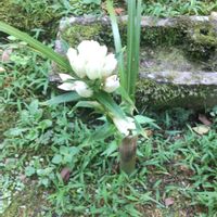 リンドウの画像