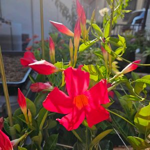 サンパラソル スカーレット,鉢植え,明るい日陰,プランター,ガーデニング初心者の画像