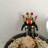 亀甲竜,ウルトラマン怪獣,亀甲竜2段の画像