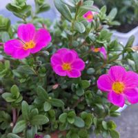 バーベナ,クレオメ セニョリータ,ポーチュラカ　サマージュエル　ネオンピンク,可愛い,綺麗な花色の画像