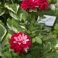 ダリア,ダリア　マキシ,お花のある暮らし,お花に癒されて,真っ赤な火曜日の画像