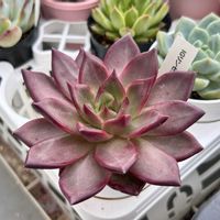 エケベリア,桃くま,龍鱗蓮華,多肉植物,葉挿しの画像