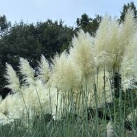 パンパスグラス,きれい,花のある暮らし,秦野戸川公園,いやし♡の画像