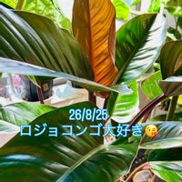 フィロデンドロン,フィロデンドロン ロジョコンゴ,ワイルド,インドアグリーン,熱帯植物の画像