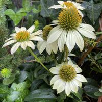 エキナセア,地植え,花壇のお庭の画像