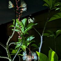 サガリバナ,沖縄,横浜の画像