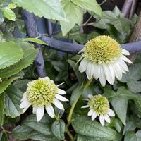 エキナセア,地植えの画像