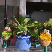 キウイ,パキポディウム,塊根植物,キウイブラザーズの画像