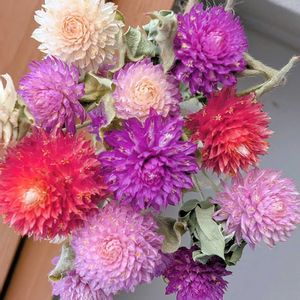 センニチコウ,千日紅,ドライフラワー,植物が好きの画像