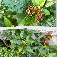 ヘリオトロープ,ビバーナム ティヌス,今日の一枚,枯れた,酷暑✴︎の画像