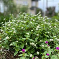 センニチコウ ちなつ,ガーデニング,NO GREEN  NO LIFE,植物中毒,niconの画像