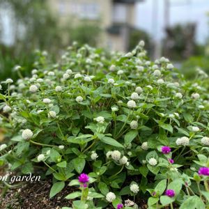 センニチコウ ちなつ,ガーデニング,NO GREEN  NO LIFE,植物中毒,niconの画像