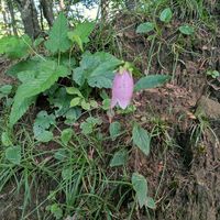 ホタルブクロの画像