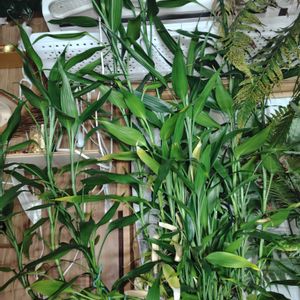 ミリオンバンブー,ドラセナ・サンデリアーナ,観葉植物,癒し,インテリアグリーンの画像
