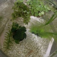 水草,室内,メダカ,水草水槽,サルビア・ククラータの画像