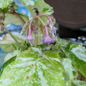 花のある暮らし,珍奇植物,今日のお花,花いろいろ,おうち園芸の画像