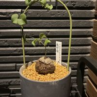 亀甲竜,初心者,玄関の画像