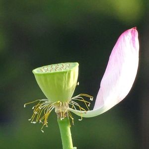 蓮（はす）,花のある暮らし,花の写真撮るのが好き,花に恋して,とにかく花が好きの画像