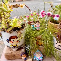 リプサリス,多肉植物,多肉植物のある暮らし,多肉女子,ペコちゃん祭りの画像
