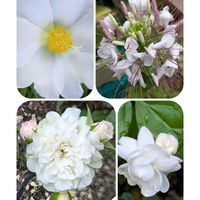 クレオメ,宿根フロックス,マツバボタン(松葉牡丹),ミニ薔薇, ランタナの画像