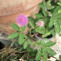 オジギソウ,オジギソウの花,ピンクの花,庭の画像