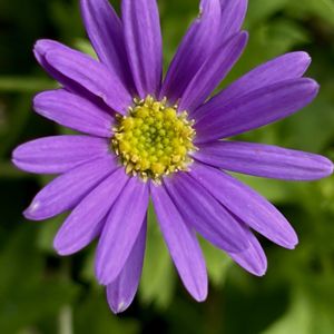 ブラキカム,鉢植え,紫の花,癒し,花のある暮らしの画像