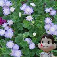 アゲラタム,ワタ,アゲラタム(カッコウアザミ),アゲラタム バモス,宿根アゲラタムの画像