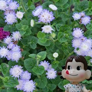 アゲラタム,ワタ,アゲラタム(カッコウアザミ),アゲラタム バモス,宿根アゲラタムの画像