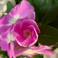 ニチニチソウ,スイフヨウ(酔芙蓉),エノコログサ,サルスベリ(百日紅),ツユクサ( 露草 )の画像