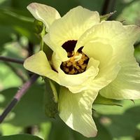 ワタ,綿花,アオイ科,一年草,お散歩中の画像