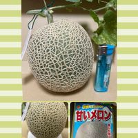 メロン,ベランダガーデニングの画像