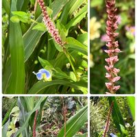 ナチュラルガーデン,花のある暮らし,自然が好き,GS映え,GS日和の画像