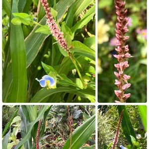 ナチュラルガーデン,花のある暮らし,自然が好き,GS映え,GS日和の画像