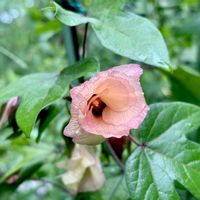 ワタ,お出かけ,今日のお花,北山緑化植物園,楽しもう2026♪の画像