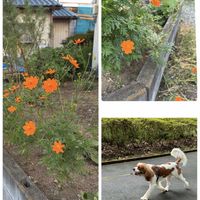 花のある暮らし,お散歩写真,緑のある暮らし,GSに感謝。,平和を願うの画像
