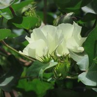 ワタ,てんとう虫(20星),今日のお花,ダマスクの風,里山大好き協会の画像