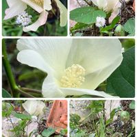 ナチュラルガーデン,花のある暮らし,自然が好き,GS映え,GS日和の画像