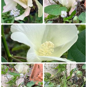 ナチュラルガーデン,花のある暮らし,自然が好き,GS映え,GS日和の画像